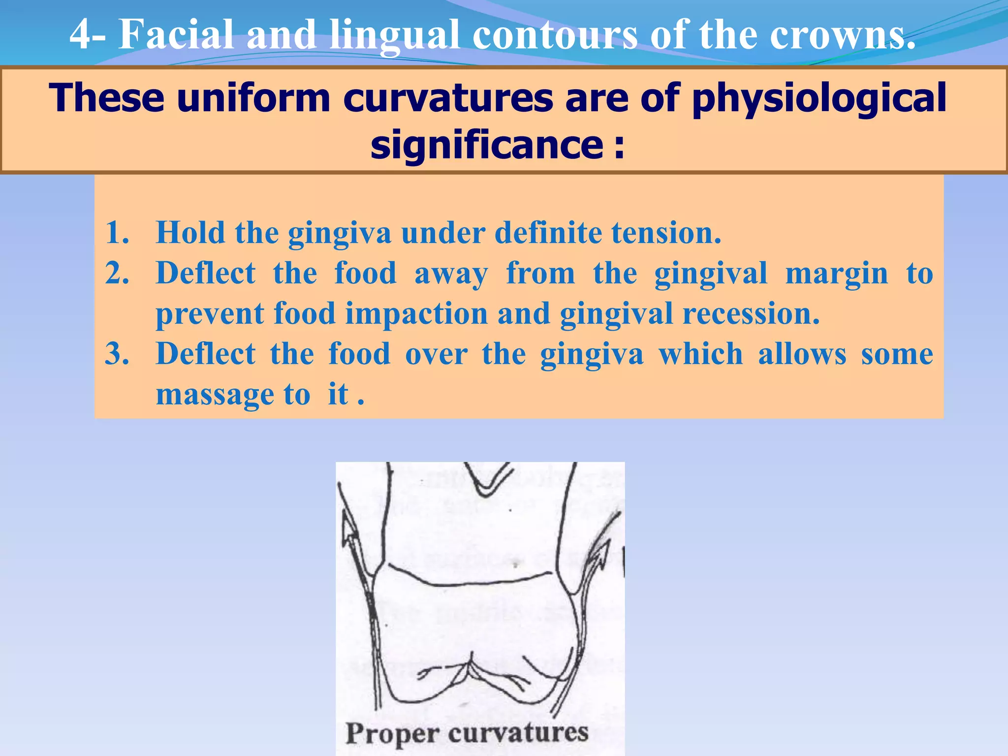 1. Hold the gingiva under definite tension.
2. Deflect the food away from the gingival margin to
prevent food impaction and gingival recession.
3. Deflect the food over the gingiva which allows some
massage to it .
These uniform curvatures are of physiological
significance :
4- Facial and lingual contours of the crowns.
 