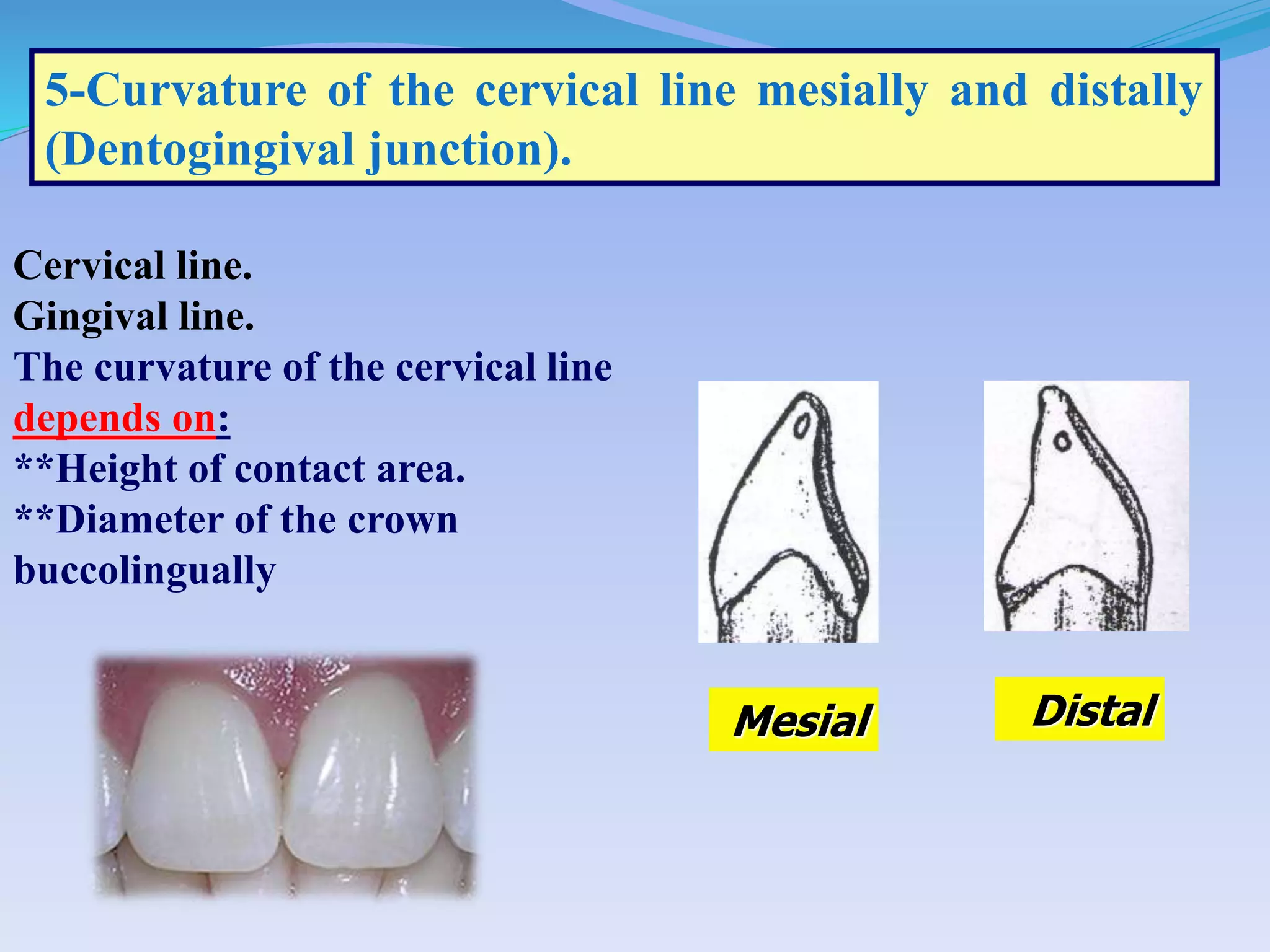 5-Curvature of the cervical line mesially and distally
(Dentogingival junction).
Cervical line.
Gingival line.
The curvature of the cervical line
depends on:
**Height of contact area.
**Diameter of the crown
buccolingually
Mesial Distal
 
