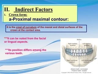 It is the crest of curvature of the mesial and distal surfaces of the
crown at the contact area.
***It can be noted from the facial
or lingual aspects.
***Its position differs among the
various teeth.
II. Indirect Factors
1. Crown form:
a-Proximal maximal contour:
 