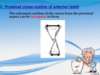 2- Proximal crown outline of anterior teeth
 The schematic outline of the crown from the proximal
aspect can be triangular in form.
 