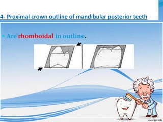 4- Proximal crown outline of mandibular posterior teeth
 Are rhomboidal in outline.
 