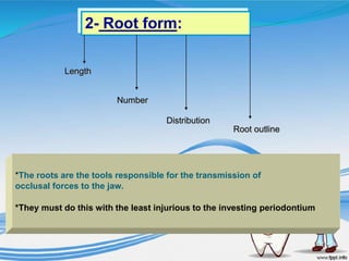 *The roots are the tools responsible for the transmission of
occlusal forces to the jaw.
*They must do this with the least injurious to the investing periodontium
2- Root form:
Length
Number
Distribution
Root outline
 