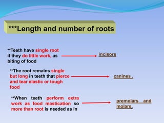 ***Length and number of roots
**Teeth have single root
if they do little work, as
biting of food
**The root remains single
but long in teeth that pierce
and tear elastic or tough
food
**When teeth perform extra
work as food mastication so
more than root is needed as in
incisors
canines .
premolars and
molars.
 