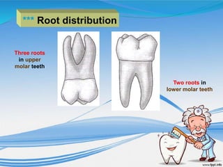 *** Root distribution
Three roots
in upper
molar teeth
Two roots in
lower molar teeth
 
