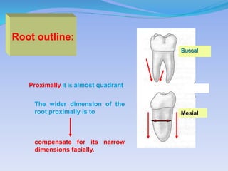 The wider dimension of the
root proximally is to
compensate for its narrow
dimensions facially.
Proximally it is almost quadrant
Root outline:
Buccal
Mesial
 