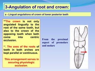 3-Angulation of root and crown:
a - Lingual angulations of crown of lower posterior teeth
From the proximal
aspect of premolars
and molars
**The crown is not only
angulated lingually to the
root of the same tooth, but
also to the crown of the
opposing tooth when both
come into centric
occlusion.
**, The axes of the roots of
teeth in both arches are
kept parallel or continuous.
This arrangement serves in
securing physiologic
occlusion.
 