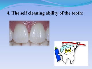 4. The self cleaning ability of the tooth:
 