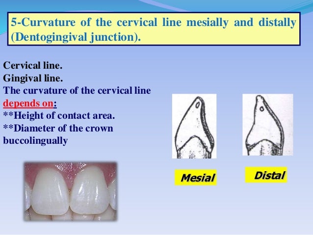 Physiologic Tooth Form Part 2 Physiologic Tooth Form Part 2