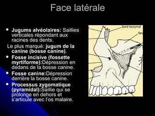 Face latérale
 Jugums alvéolaires: Saillies
verticales répondant aux
racines des dents.
Le plus marqué: jugum de la
canine (bosse canine).
 Fosse incisive (fossette
myrtiforme):Dépression en
dedans de la bosse canine.
 Fosse canine:Dépression
derrière la bosse canine.
 Processus zygomatique
(pyramidal):Saillie qui se
prolonge en dehors et
s’articule avec l’os malaire.
 