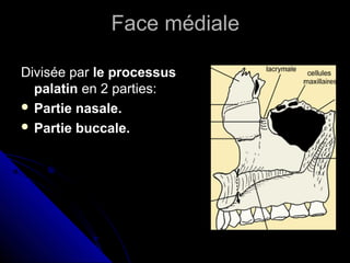 Face médiale
Divisée par le processus
palatin en 2 parties:
 Partie nasale.
 Partie buccale.
 