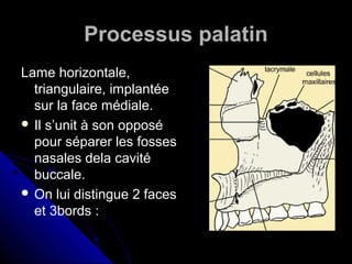 Processus palatin
Lame horizontale,
triangulaire, implantée
sur la face médiale.
 Il s’unit à son opposé
pour séparer les fosses
nasales dela cavité
buccale.
 On lui distingue 2 faces
et 3bords :
 
