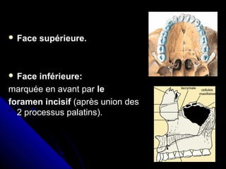  Face supérieure.
 Face inférieure:
marquée en avant par le
foramen incisif (après union des
2 processus palatins).
 