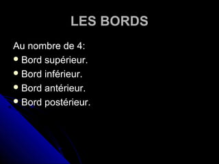 LES BORDS
Au nombre de 4:
Bord supérieur.
Bord inférieur.
Bord antérieur.
Bord postérieur.
 