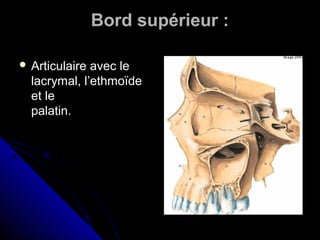 Bord supérieur :
 Articulaire avec le
lacrymal, l’ethmoïde
et le
palatin.
 