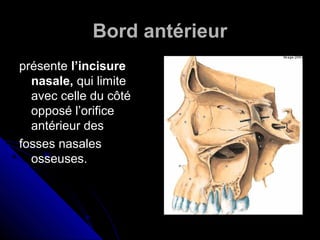 Bord antérieur
présente l’incisure
nasale, qui limite
avec celle du côté
opposé l’orifice
antérieur des
fosses nasales
osseuses.
 