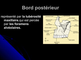 Bord postérieur
représenté par la tubérosité
maxillaire,qui est percée
par les foramens
alvéolaires.
 