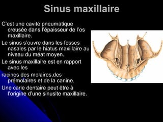 Sinus maxillaire
C’est une cavité pneumatique
creusée dans l’épaisseur de l’os
maxillaire.
Le sinus s’ouvre dans les fosses
nasales par le hiatus maxillaire au
niveau du méat moyen.
Le sinus maxillaire est en rapport
avec les
racines des molaires,des
prémolaires et de la canine.
Une carie dentaire peut être à
l’origine d’une sinusite maxillaire.
 
