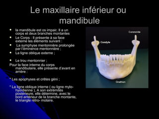 Le maxillaire inférieur ouLe maxillaire inférieur ou
mandibulemandibule
 la mandibule est os impair. Il a unla mandibule est os impair. Il a un
corps et deux branches montantescorps et deux branches montantes
 Le Corps : Il présente à sa faceLe Corps : Il présente à sa face
externe les éléments suivant :externe les éléments suivant :
 La symphyse mentonnière prolongéeLa symphyse mentonnière prolongée
par l’éminence mentonnière ;par l’éminence mentonnière ;
 La ligne oblique externe ;La ligne oblique externe ;
 Le trou mentonnier ;Le trou mentonnier ;
Pour la face interne du corpsPour la face interne du corps
mandibulaire, elle présente d’avant enmandibulaire, elle présente d’avant en
arrière :arrière :
* Les apophyses et crêtes géni ;* Les apophyses et crêtes géni ;
* La ligne oblique interne ( ou ligne mylo-* La ligne oblique interne ( ou ligne mylo-
hyoïdienne ), A son extrémitéshyoïdienne ), A son extrémités
postérieure, elle détermine, avec lepostérieure, elle détermine, avec le
bord antérieur de la branche montante,bord antérieur de la branche montante,
le triangle rétro- molaire.le triangle rétro- molaire.
 