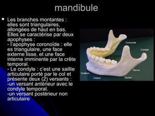 mandibulemandibule
 Les branches montantes :Les branches montantes :
elles sont triangulaires,elles sont triangulaires,
allongées de haut en bas.allongées de haut en bas.
Elles se caractérise par deuxElles se caractérise par deux
apophyses :apophyses :
- l’apophyse coronoïde : elle- l’apophyse coronoïde : elle
es triangulaire, une facees triangulaire, une face
externe lisse, et une faceexterne lisse, et une face
interne imminente par la crêteinterne imminente par la crête
temporal.temporal.
- Le condyle : c’est une saillie- Le condyle : c’est une saillie
articulaire porté par le col etarticulaire porté par le col et
présente deux (2) versants :présente deux (2) versants :
-un versant antérieur avec le-un versant antérieur avec le
condyle temporal.condyle temporal.
-un versant postérieur non-un versant postérieur non
articulairearticulaire
 