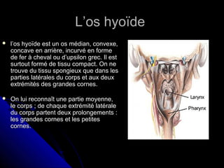 L’os hyoïdeL’os hyoïde
 l’os hyoïde est un os médian, convexe,l’os hyoïde est un os médian, convexe,
concave en arrière, incurvé en formeconcave en arrière, incurvé en forme
de fer à cheval ou d’upsilon grec. Il estde fer à cheval ou d’upsilon grec. Il est
surtout formé de tissu compact. On nesurtout formé de tissu compact. On ne
trouve du tissu spongieux que dans lestrouve du tissu spongieux que dans les
parties latérales du corps et aux deuxparties latérales du corps et aux deux
extrémités des grandes cornes.extrémités des grandes cornes.
 On lui reconnaît une partie moyenne,On lui reconnaît une partie moyenne,
le corps ; de chaque extrémité latéralele corps ; de chaque extrémité latérale
du corps partent deux prolongements :du corps partent deux prolongements :
les grandes cornes et les petitesles grandes cornes et les petites
cornes.cornes.
 