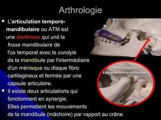 ArthrologieArthrologie
 L'L'articulation temporo-articulation temporo-
mandibulairemandibulaire ou ATM estou ATM est
uneune diarthrosediarthrose qui unit laqui unit la
fosse mandibulairefosse mandibulaire dede
l'l'os temporalos temporal avec leavec le condylecondyle
de lade la mandibulemandibule par l'intermédiairepar l'intermédiaire
d'und'un ménisqueménisque ou disque fibroou disque fibro
cartilagineux et fermée par unecartilagineux et fermée par une
capsule articulaire.capsule articulaire.
 Il existe deux articulations quiIl existe deux articulations qui
fonctionnent en synergie.fonctionnent en synergie.
Elles permettent les mouvementsElles permettent les mouvements
de la mandibule (mâchoire) par rapport au crâne.de la mandibule (mâchoire) par rapport au crâne.
 