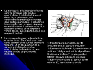  Le ménisque : Il est interposé entre leLe ménisque : Il est interposé entre le
condyle temporal et le condylecondyle temporal et le condyle
mandibulaire. Il est destiné à rétablir,mandibulaire. Il est destiné à rétablir,
d’une façon permanent, uned’une façon permanent, une
concordance harmonieuse entre lesconcordance harmonieuse entre les
deux surfaces articulaire. Il est allongédeux surfaces articulaire. Il est allongé
transversalement , ovalaire, à grossetransversalement , ovalaire, à grosse
extrémité interne. Il est biconcave. Sonextrémité interne. Il est biconcave. Son
épaisseur diminue de la périphérieépaisseur diminue de la périphérie
vers le centre, qui est parfois, mais trèsvers le centre, qui est parfois, mais très
rarement, perforé.rarement, perforé.
 La capsule articulaire : elle est minceLa capsule articulaire : elle est mince
et assez lâche. Elle s’insérer en hautet assez lâche. Elle s’insérer en haut
sur le pourtour de la surface articulairesur le pourtour de la surface articulaire
temporal. Et en bas pourtour de latemporal. Et en bas pourtour de la
surface articulaire du condylesurface articulaire du condyle
mandibulaire. La face interne de amandibulaire. La face interne de a
capsule adhère au pourtour ducapsule adhère au pourtour du
ménisqueménisque
1) frein temporo-meniscal 5) cavité
articulaire sup, 9) capsule articulaire
2) fosse mandibulaire 6) ligament méniscal
antérieur 10) ligament méniscal postérieur
3) disque articulaire 7) m. ptérygoïdien
latéral 12) cavité articulaire inférieure
4) tubercule articulaire 8) conduit auditif
externe 13) membrane synoviale
 