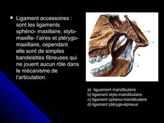 Ligament accessoires :Ligament accessoires :
sont les ligamentssont les ligaments
sphéno- maxillaire, stylo-sphéno- maxillaire, stylo-
maxille- l’aires et ptérygo-maxille- l’aires et ptérygo-
maxillaire, cependantmaxillaire, cependant
elle sont de simpleselle sont de simples
bandelettes fibreuses quibandelettes fibreuses qui
ne jouent aucun rôle dansne jouent aucun rôle dans
le mécanisme dele mécanisme de
l’articulation.l’articulation.
a) liguament mandibulaire
b) ligament stylo-mandibulaire
c) ligament sphéno-mandibulaire
d) ligament ptérygo-épineux
 