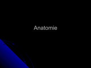 AnatomieAnatomie
 