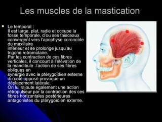 Les muscles de la masticationLes muscles de la mastication
 Le temporal :Le temporal :
Il est large, plat, radie et occupe laIl est large, plat, radie et occupe la
fosse temporale, d’ou ses faisceauxfosse temporale, d’ou ses faisceaux
convergent vers l’apophyse coronoïdeconvergent vers l’apophyse coronoïde
du maxillairedu maxillaire
inférieur et se prolonge jusqu’auinférieur et se prolonge jusqu’au
trigone retromolaire.trigone retromolaire.
Par les contraction de ces fibresPar les contraction de ces fibres
verticales, il concourt à l’élévation deverticales, il concourt à l’élévation de
la mandibule .l’action de ses fibresla mandibule .l’action de ses fibres
obliques enobliques en
synergie avec le ptérygoïdien externesynergie avec le ptérygoïdien externe
du coté opposé provoque undu coté opposé provoque un
déplacement latérale.déplacement latérale.
On lui rajoute également une actionOn lui rajoute également une action
rétropulseur par la contraction des cesrétropulseur par la contraction des ces
fibres horizontales postérieuresfibres horizontales postérieures
antagonistes du ptérygoïdien externe.antagonistes du ptérygoïdien externe.
 