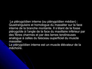 Le ptérygoïdien interne (ou ptérygoïdien médian) :Le ptérygoïdien interne (ou ptérygoïdien médian) :
Quadrangulaire et homologue du masséter sur la faceQuadrangulaire et homologue du masséter sur la face
interne de la branche montante. Il s’étant de la fosseinterne de la branche montante. Il s’étant de la fosse
ptérygoïde à l’angle de la face du maxillaire inférieur parptérygoïde à l’angle de la face du maxillaire inférieur par
des fibres charmes et par des lames tendineusesdes fibres charmes et par des lames tendineuses
analogue à celles du faisceau superficiel du muscleanalogue à celles du faisceau superficiel du muscle
masséter.masséter.
Le ptérygoïdien interne est un muscle élévateur de laLe ptérygoïdien interne est un muscle élévateur de la
mâchoire.mâchoire.
 