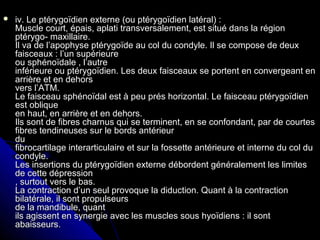  iv. Le ptérygoïdien externe (ou ptérygoïdien latéral) :iv. Le ptérygoïdien externe (ou ptérygoïdien latéral) :
Muscle court, épais, aplati transversalement, est situé dans la régionMuscle court, épais, aplati transversalement, est situé dans la région
ptérygo- maxillaire.ptérygo- maxillaire.
Il va de l’apophyse ptérygoïde au col du condyle. Il se compose de deuxIl va de l’apophyse ptérygoïde au col du condyle. Il se compose de deux
faisceaux : l’un supérieurefaisceaux : l’un supérieure
ou sphénoïdale , l’autreou sphénoïdale , l’autre
inférieure ou ptérygoïdien. Les deux faisceaux se portent en convergeant eninférieure ou ptérygoïdien. Les deux faisceaux se portent en convergeant en
arrière et en dehorsarrière et en dehors
vers l’ATM.vers l’ATM.
Le faisceau sphénoïdal est à peu prés horizontal. Le faisceau ptérygoïdienLe faisceau sphénoïdal est à peu prés horizontal. Le faisceau ptérygoïdien
est obliqueest oblique
en haut, en arrière et en dehors.en haut, en arrière et en dehors.
Ils sont de fibres charnus qui se terminent, en se confondant, par de courtesIls sont de fibres charnus qui se terminent, en se confondant, par de courtes
fibres tendineuses sur le bords antérieurfibres tendineuses sur le bords antérieur
dudu
fibrocartilage interarticulaire et sur la fossette antérieure et interne du col dufibrocartilage interarticulaire et sur la fossette antérieure et interne du col du
condyle.condyle.
Les insertions du ptérygoïdien externe débordent généralement les limitesLes insertions du ptérygoïdien externe débordent généralement les limites
de cette dépressionde cette dépression
, surtout vers le bas., surtout vers le bas.
La contraction d’un seul provoque la diduction. Quant à la contractionLa contraction d’un seul provoque la diduction. Quant à la contraction
bilatérale, il sont propulseursbilatérale, il sont propulseurs
de la mandibule, quantde la mandibule, quant
ils agissent en synergie avec les muscles sous hyoïdiens : il sontils agissent en synergie avec les muscles sous hyoïdiens : il sont
abaisseurs.abaisseurs.
 