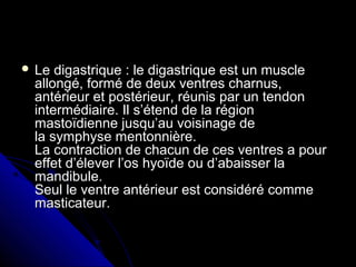  Le digastrique : le digastrique est un muscleLe digastrique : le digastrique est un muscle
allongé, formé de deux ventres charnus,allongé, formé de deux ventres charnus,
antérieur et postérieur, réunis par un tendonantérieur et postérieur, réunis par un tendon
intermédiaire. Il s’étend de la régionintermédiaire. Il s’étend de la région
mastoïdienne jusqu’au voisinage demastoïdienne jusqu’au voisinage de
la symphyse mentonnière.la symphyse mentonnière.
La contraction de chacun de ces ventres a pourLa contraction de chacun de ces ventres a pour
effet d’élever l’os hyoïde ou d’abaisser laeffet d’élever l’os hyoïde ou d’abaisser la
mandibule.mandibule.
Seul le ventre antérieur est considéré commeSeul le ventre antérieur est considéré comme
masticateur.masticateur.
 