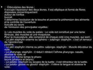   Orbiculaires des lèvres :Orbiculaires des lèvres :
Il occupe l’épaisseur des deux lèvres. Il est elliptique et formé de fibresIl occupe l’épaisseur des deux lèvres. Il est elliptique et formé de fibres
disposées concentriquementdisposées concentriquement
autour de l’orificeautour de l’orifice
buccal.buccal.
Il détermine l’occlusion de la bouche et permet la préhension des alimentsIl détermine l’occlusion de la bouche et permet la préhension des aliments
et le contrôle de l’ouvertureet le contrôle de l’ouverture
buccale au coursbuccale au cours
de l’émission des principales voyelles.de l’émission des principales voyelles.
iii- Les muscles du voile du palais : Le voile est constitué par une lameiii- Les muscles du voile du palais : Le voile est constitué par une lame
fibreuse, des muscles et une muqueuse.fibreuse, des muscles et une muqueuse.
Pour la musculature, elle comprend de chaque coté cinq muscles, qui sont :Pour la musculature, elle comprend de chaque coté cinq muscles, qui sont :
- Le péri staphylin externe ou sphéno – salpingo- staphylin : c’est un tenseur- Le péri staphylin externe ou sphéno – salpingo- staphylin : c’est un tenseur
de l’aponévrosede l’aponévrose
palatine.palatine.
- Le péri staphylin interne ou pétro- salpingo- staphylin : Muscle élévateur du- Le péri staphylin interne ou pétro- salpingo- staphylin : Muscle élévateur du
voile .voile .
- Le pharyngo- staphylin : il réduit t rétrécit l’isthme pharyngo- nasale,- Le pharyngo- staphylin : il réduit t rétrécit l’isthme pharyngo- nasale,
abaisse le voile, etabaisse le voile, et
élever en même temps le pharo-élever en même temps le pharo-
larynx.(pharynx et larynx).larynx.(pharynx et larynx).
- Le palato- staphylin ou azygos de la luette : il est rétracteur de la luette.- Le palato- staphylin ou azygos de la luette : il est rétracteur de la luette.
- Le palato- glosse ou glosso- staphylin : il élève la langue et abaisse le- Le palato- glosse ou glosso- staphylin : il élève la langue et abaisse le
voile.voile.
 