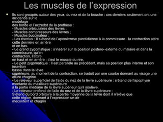 Les muscles de l’expressionLes muscles de l’expression
 Ils sont groupés autour des yeux, du nez et de la bouche ; ces derniers seulement ont uneIls sont groupés autour des yeux, du nez et de la bouche ; ces derniers seulement ont une
incidence sur leincidence sur le
modelagemodelage
des borde et l’extredot de la prothèse :des borde et l’extredot de la prothèse :
- Muscles orbiculaires des lèvres ;- Muscles orbiculaires des lèvres ;
- Muscles compresseurs des lèvres ;- Muscles compresseurs des lèvres ;
- Muscles buccinateur ;- Muscles buccinateur ;
- Les risorius : Il s’étend de l’aponévrose parotidienne à la commissure . la contraction attire- Les risorius : Il s’étend de l’aponévrose parotidienne à la commissure . la contraction attire
cette dernière en arrièrecette dernière en arrière
et en bas.et en bas.
- Le grand zygomatique : s’insérer sur la position postèro- externe du malaire et dans la- Le grand zygomatique : s’insérer sur la position postèro- externe du malaire et dans la
commissure, qu’encommissure, qu’en
contraction, l’attirecontraction, l’attire
en haut et en arrière : c’est le muscle du rire.en haut et en arrière : c’est le muscle du rire.
- Le petit zygomatique : Il est parallèle au précédent, mais sa position plus interne et son- Le petit zygomatique : Il est parallèle au précédent, mais sa position plus interne et son
insertioninsertion
basse dans la lèvrebasse dans la lèvre
supérieure, au moment de la contraction, se traduit par une courbe donnant au visage unesupérieure, au moment de la contraction, se traduit par une courbe donnant au visage une
allure chagrine.allure chagrine.
- Le releveur superficiel de l’aide du nez de la lèvre supérieure : s’étend de l’apophyse- Le releveur superficiel de l’aide du nez de la lèvre supérieure : s’étend de l’apophyse
montante du maxillaire supérieuremontante du maxillaire supérieure
à la partie médiane de la lèvre supérieur qu’il soulève.à la partie médiane de la lèvre supérieur qu’il soulève.
- Le releveur profond de l’aile du nez et de la lèvre supérieure :- Le releveur profond de l’aile du nez et de la lèvre supérieure :
S’étend du bord orbitaire à la partie moyenne de la lèvre dont il n’élève queS’étend du bord orbitaire à la partie moyenne de la lèvre dont il n’élève que
cette région, donnant à l’expression un aircette région, donnant à l’expression un air
mécontent et chagrinmécontent et chagrin
 
