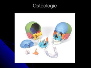 OstéologieOstéologie
 