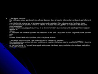   La glande parotide :La glande parotide :
Elle est la plus grosse glande salivaire, elle est disposée dans la fossette rétromaxilaire en bas et , partiellement,Elle est la plus grosse glande salivaire, elle est disposée dans la fossette rétromaxilaire en bas et , partiellement,
enen
avant de l’oreille externe, sur la face externe du muscle masséter. Elles est recouverte d’un fascia épais.avant de l’oreille externe, sur la face externe du muscle masséter. Elles est recouverte d’un fascia épais.
Son canal extérieure chemine sur la face externe du muscle masséter, perfore le buccinateur et s’aboucheSon canal extérieure chemine sur la face externe du muscle masséter, perfore le buccinateur et s’abouche
dans le vestibuledans le vestibule
buccal sur la muqueuse jugale au niveau de la deuxième molaire supérieure c sur la papille parotidienne) c’estbuccal sur la muqueuse jugale au niveau de la deuxième molaire supérieure c sur la papille parotidienne) c’est
le canal dele canal de
sténos.sténos.
La parotide a une structure lobulaire. Des vaisseaux et des nerfs ; recouverts de tissu conjonctifs lâche, passentLa parotide a une structure lobulaire. Des vaisseaux et des nerfs ; recouverts de tissu conjonctifs lâche, passent
entreentre
lesles
lobules. Suivant la sécrétion produite, c’est une glande séreuse.lobules. Suivant la sécrétion produite, c’est une glande séreuse.
 La glande sous- maxillaire : elle est située dans la fosse sous- maxillaire La glande sous- maxillaire : elle est située dans la fosse sous- maxillaire
Son canal excréteur contourne le bord postérieur du muscle mylo-hyoide, c’est le canal de WARTON, il chemineSon canal excréteur contourne le bord postérieur du muscle mylo-hyoide, c’est le canal de WARTON, il chemine
sous la muqueusesous la muqueuse
du plancher buccal et s’ouvre à la caroncule sublinguale. La glande sous- maxillaire est une glande à sécrétiondu plancher buccal et s’ouvre à la caroncule sublinguale. La glande sous- maxillaire est une glande à sécrétion
mixte, séro-muqueuse.mixte, séro-muqueuse.
 