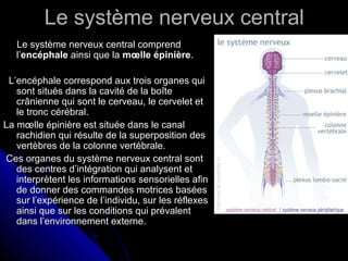 Le système nerveux centralLe système nerveux central
Le système nerveux central comprendLe système nerveux central comprend
l’l’encéphaleencéphale ainsi que laainsi que la mœlle épinièremœlle épinière..
L’encéphale correspond aux trois organes quiL’encéphale correspond aux trois organes qui
sont situés dans la cavité de la boîtesont situés dans la cavité de la boîte
crânienne qui sont le cerveau, le cervelet etcrânienne qui sont le cerveau, le cervelet et
le tronc cérébral.le tronc cérébral.
La mœlle épinière est située dans le canalLa mœlle épinière est située dans le canal
rachidien qui résulte de la superposition desrachidien qui résulte de la superposition des
vertèbres de la colonne vertébrale.vertèbres de la colonne vertébrale.
Ces organes du système nerveux central sontCes organes du système nerveux central sont
des centres d’intégration qui analysent etdes centres d’intégration qui analysent et
interprètent les informations sensorielles afininterprètent les informations sensorielles afin
de donner des commandes motrices baséesde donner des commandes motrices basées
sur l’expérience de l’individu, sur les réflexessur l’expérience de l’individu, sur les réflexes
ainsi que sur les conditions qui prévalentainsi que sur les conditions qui prévalent
dans l’environnement externe.dans l’environnement externe.
 