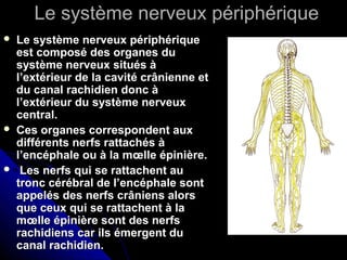Le système nerveux périphériqueLe système nerveux périphérique
 Le système nerveux périphériqueLe système nerveux périphérique
est composé des organes duest composé des organes du
système nerveux situés àsystème nerveux situés à
l’extérieur de la cavité crânienne etl’extérieur de la cavité crânienne et
du canal rachidien donc àdu canal rachidien donc à
l’extérieur du système nerveuxl’extérieur du système nerveux
central.central.
 Ces organes correspondent auxCes organes correspondent aux
différents nerfs rattachés àdifférents nerfs rattachés à
l’encéphale ou à la mœlle épinière.l’encéphale ou à la mœlle épinière.
 Les nerfs qui se rattachent auLes nerfs qui se rattachent au
tronc cérébral de l’encéphale sonttronc cérébral de l’encéphale sont
appelés des nerfs crâniens alorsappelés des nerfs crâniens alors
que ceux qui se rattachent à laque ceux qui se rattachent à la
mœlle épinière sont des nerfsmœlle épinière sont des nerfs
rachidiens car ils émergent durachidiens car ils émergent du
canal rachidien.canal rachidien.
 