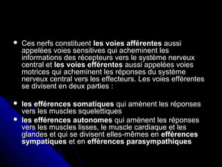  Ces nerfs constituentCes nerfs constituent les voies afférentesles voies afférentes aussiaussi
appelées voies sensitives qui acheminent lesappelées voies sensitives qui acheminent les
informations des récepteurs vers le système nerveuxinformations des récepteurs vers le système nerveux
central etcentral et les voies efférentesles voies efférentes aussi appelées voiesaussi appelées voies
motrices qui acheminent les réponses du systèmemotrices qui acheminent les réponses du système
nerveux central vers les effecteurs. Les voies efférentesnerveux central vers les effecteurs. Les voies efférentes
se divisent en deux parties :se divisent en deux parties :
 les efférences somatiquesles efférences somatiques qui amènent les réponsesqui amènent les réponses
vers les muscles squelettiquesvers les muscles squelettiques
 les efférences autonomesles efférences autonomes qui amènent les réponsesqui amènent les réponses
vers les muscles lisses, le muscle cardiaque et lesvers les muscles lisses, le muscle cardiaque et les
glandes et qui se divisent elles-mêmes englandes et qui se divisent elles-mêmes en efférencesefférences
sympatiquessympatiques et enet en efférences parasympathiquesefférences parasympathiques
 