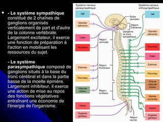  - Le système sympathique- Le système sympathique
constitué de 2 chaînes deconstitué de 2 chaînes de
ganglions organisésganglions organisés
verticalement de part et d'autreverticalement de part et d'autre
de la colonne vertébrale.de la colonne vertébrale.
Largement excitateur, il exerceLargement excitateur, il exerce
une fonction de préparation àune fonction de préparation à
l'action en mobilisant lesl'action en mobilisant les
ressources du sujet.ressources du sujet.
- Le système- Le système
parasympathiqueparasympathique composé decomposé de
ganglions situés à la base duganglions situés à la base du
tronc cérébral et dans la partietronc cérébral et dans la partie
basse de la moelle épinière.basse de la moelle épinière.
Largement inhibiteur, il exerceLargement inhibiteur, il exerce
une action de mise au reposune action de mise au repos
des fonctions végétativesdes fonctions végétatives
entraînant une économie deentraînant une économie de
l'énergie de l'organisme.l'énergie de l'organisme.
 