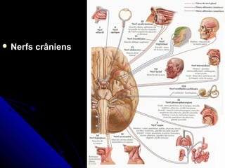  Nerfs crâniensNerfs crâniens
 