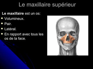 Le maxillaire supérieurLe maxillaire supérieur
Le maxillaire est un os:
 Volumineux.
 Pair.
 Latéral.
 En rapport avec tous les
os de la face.
 