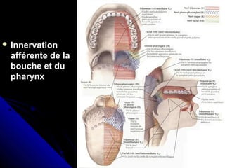  InnervationInnervation
afférente de laafférente de la
bouche et dubouche et du
pharynxpharynx
 