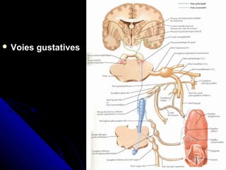  Voies gustativesVoies gustatives
 