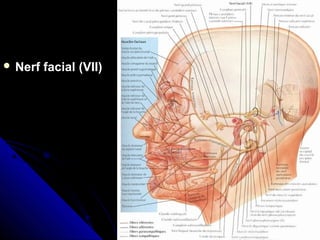  Nerf facial (VII)Nerf facial (VII)
 