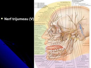  Nerf trijumeau (V)Nerf trijumeau (V)
 