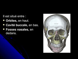 Il est situé entre :
 Orbites, en haut.
 Cavité buccale, en bas.
 Fosses nasales, en
dedans.
 