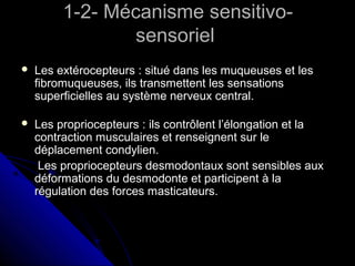 1-2- Mécanisme sensitivo-1-2- Mécanisme sensitivo-
sensorielsensoriel
 Les extérocepteurs : situé dans les muqueuses et lesLes extérocepteurs : situé dans les muqueuses et les
fibromuqueuses, ils transmettent les sensationsfibromuqueuses, ils transmettent les sensations
superficielles au système nerveux central.superficielles au système nerveux central.
 Les propriocepteurs : ils contrôlent l’élongation et laLes propriocepteurs : ils contrôlent l’élongation et la
contraction musculaires et renseignent sur lecontraction musculaires et renseignent sur le
déplacement condylien.déplacement condylien.
Les propriocepteurs desmodontaux sont sensibles auxLes propriocepteurs desmodontaux sont sensibles aux
déformations du desmodonte et participent à ladéformations du desmodonte et participent à la
régulation des forces masticateurs.régulation des forces masticateurs.
 