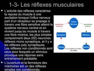1-3- Les réflexes musculaires1-3- Les réflexes musculaires
 L’activité des réflexes caractériseL’activité des réflexes caractérise
la repose du muscle à unela repose du muscle à une
excitation lorsque l’influx nerveuxexcitation lorsque l’influx nerveux
part d’un récepteur se propage àpart d’un récepteur se propage à
travers une fibre sensitive atteint letravers une fibre sensitive atteint le
système nerveux central et ensystème nerveux central et en
revient jusqu’au muscle à traversrevient jusqu’au muscle à travers
une fibre motrice, les plus simplesune fibre motrice, les plus simples
comprennent deux (02) neurones :comprennent deux (02) neurones :
réflexes mono synaptique, et il y aréflexes mono synaptique, et il y a
les réflexes poly synaptiques.les réflexes poly synaptiques.
Les réflexes non conditionnés sontLes réflexes non conditionnés sont
ceux pour lesquels un stimulusceux pour lesquels un stimulus
provoque une réponse sansprovoque une réponse sans
entraînement préalable.entraînement préalable.
 L’ouverture et la fermeture desL’ouverture et la fermeture des
mâchoires est un des réflexesmâchoires est un des réflexes
simples non conditionnés.simples non conditionnés.
 