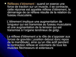  Réflexes d’étirement :Réflexes d’étirement : quand on exerce unequand on exerce une
force de traction sur un muscle, il se contracte,force de traction sur un muscle, il se contracte,
cette réponse est appelée réflexe d’étirement, lecette réponse est appelée réflexe d’étirement, le
démarrage de ce réflexe résulte de la relation dudémarrage de ce réflexe résulte de la relation du
fuseau musculaire.fuseau musculaire.
L’étirement implique une augmentation deL’étirement implique une augmentation de
longueur qui est transmise au fuseau musculairelongueur qui est transmise au fuseau musculaire
et une augmentation de la tension qui estet une augmentation de la tension qui est
transmise à l’organe tendineux de golgi.transmise à l’organe tendineux de golgi.
Le réflexe d’étirement a le rôle de s’opposer auxLe réflexe d’étirement a le rôle de s’opposer aux
forces de gravités ( position debout donc reposforces de gravités ( position debout donc repos
de la mandibule), ainsi qu’un rôle actif pendantde la mandibule), ainsi qu’un rôle actif pendant
la contraction réflexe et volontaire de tous lesla contraction réflexe et volontaire de tous les
muscles fléchisseurs et extenseursmuscles fléchisseurs et extenseurs
 